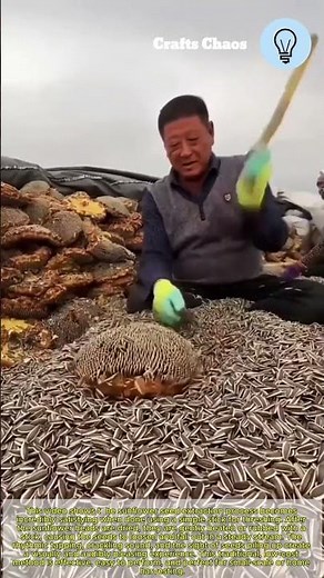 Satisfying sunflower seeds extraction process: using stick to threshing seeds