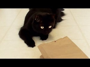 Cats in Bags! - Compilation
