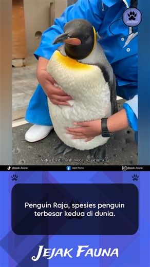 Penguin Raja (Aptenodytes patagonicus) adalah spesies penguin terbesar kedua, lebih kecil dari Penguin Kaisar (Aptenodytes forsteri) dan penampilan antara kedua juga sangat mirip. Penguin Raja memiliki tinggi berkisar 70-100 cm dengan berat 9-18 kg. Mereka hidup di pulau-pulau subantartika di wilayah utara Antartika, Georgia Selatan, Argentina selatan, dan pulau-pulau beriklim sedang lainnya di wilayah tersebut. Mereka juga tinggal di Pulau Macquarie di Samudra Selatan dan Kepulauan Falkland. Di