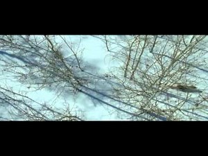 Brother Wolf Sister Moon - The Cult