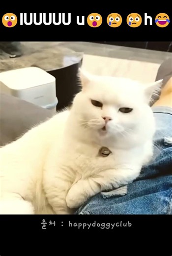 해외 1억뷰 고양이 울음 영상