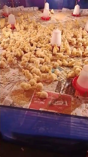 Chick 🐥 Brooding low temperature #boiler #chicks #brooding