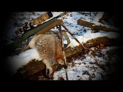 MY SON'S FIRST COYOTE HUNT | PREDATOR HUNTING | 2025