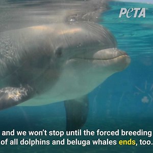 11K views · 881 reactions | Where do the baby belugas and dolphins at SeaWorld come from? The truth will disturb you. #BoycottSeaWorldDay | PETA (People for the Ethical Treatment of Animals) | Facebook