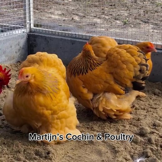 Eggs available in November! 🥚😊 (Buff-Columbian Cochin Bantam) | Martijn’s Cochin & Poultry