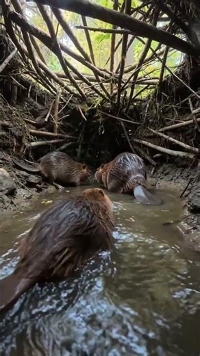 Inside a Beaver Family Lodge (Baby Beaver POV)