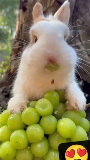 Bunny taste grapes 🍇#funny #viral #trending bunny