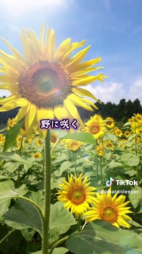 ドラマ『裸の大将』主題歌：ダ・カーポの魅力