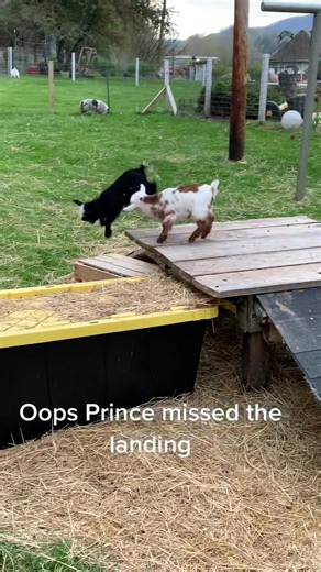 Adorable Baby Goat Falls in a Funny Fail Moment