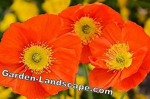 Plants: Pansies multiply - how it works | 2025