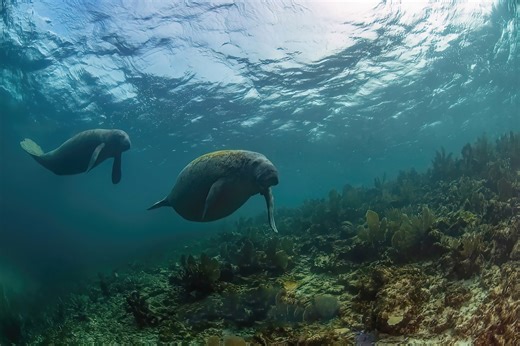 On Manatee Appreciation Day, remember these gentle giants who protect aquatic ecosystems (commentary)