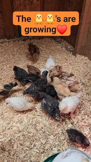 Angela Fish on Reels