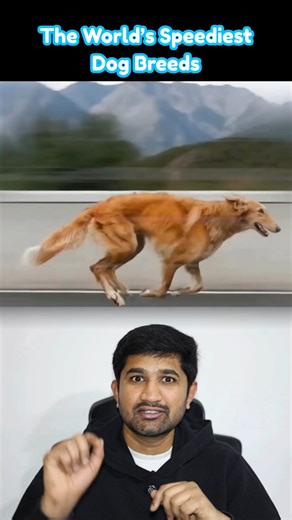 DADA's Challenge on Instagram: "The World’s Speediest Dog Breeds🐶🐕🦴"