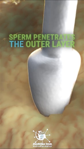 How Sperm Penetrates the Egg: 3D Medical Animation #fertilization