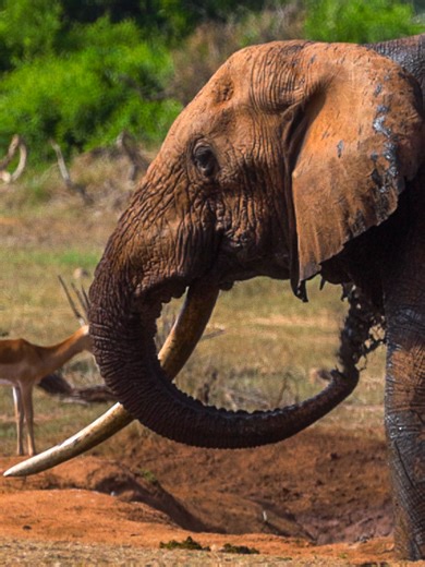 Monotusker at the watering hole. 🌍Tsavo East National Park. #safari #wildlife #elephant #tsavo #olonanaonsafari