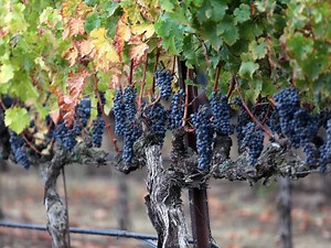 Napa County Sees Record-Setting Year In Winegrape Production: Ag Report