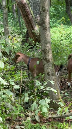 Alien Beasts on My Farm?! Starship Down & We're Trapped! #Survival