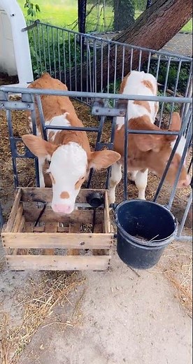 Adorable Baby Cows in Nature | Cutest Farm Animals 🐮🤍 #germany #safar #travel #shorts