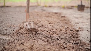 Breaking up clods of soil in a garden bed with a rake in the spring. Preparing garden soil for planting