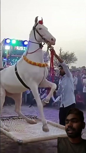#dj #horsetrancedance #song #horse #khesari #dance