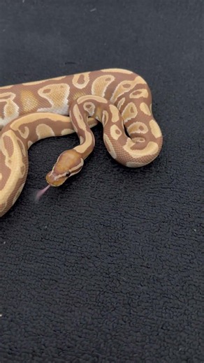 Ultramel ball python #fyp #reptiles #animals #cutepets #nature #wildlife #snakes #python #ballpython