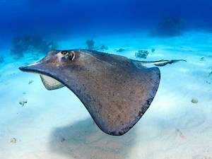 Gulf Coast Beach Goers Reminded To Practice Stingray Shuffle