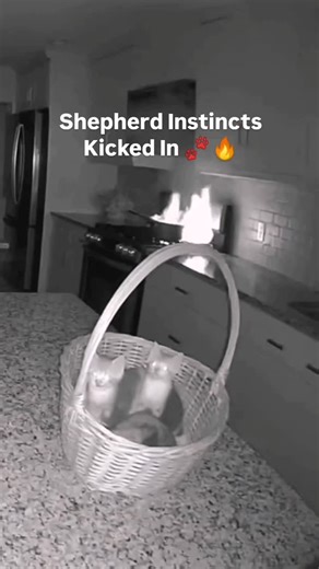 37 reactions | Rest assured, your dog knows exactly what to do in a fire!   #behindpeephole #caughtoncamera #viral #funnypets #funnyanimals #ai #dogvideo #animalcomedy #nightvision | Behindpeephole | Facebook