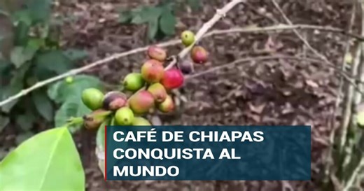 ¡Una delicia! Café de Chiapas premiado como el mejor del mundo