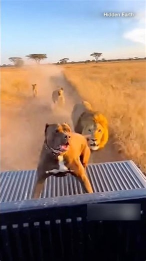 🦁🐶Lion Jumps Into Moving Truck to Fight Pit Bull!(Unbelievable African Chase) #viral #cat #animals
