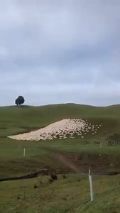 1.2K views | The sheep  and the wolves #animal #animals #animallovers | Big Animal TV | Facebook