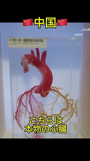 🇨🇳 This Chinese museum has rare exhibits you can't see in Japan—including an actual human heart a...