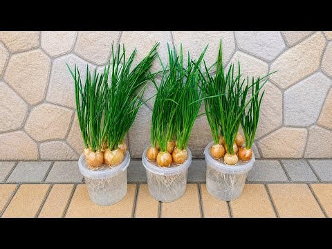 Grow Green Onions in Water at Home 🌱 Easy & Fast Method!