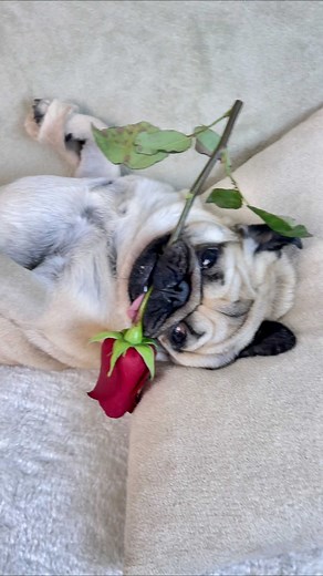 JOHNNY 🐾 OSCAR with PARENTS | Оцени самодельный лук от 1 до 10😂 Rate his handmade look from 1 to 10 🎩 #dog #pug | Instagram