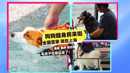 Dog-Only Gym Opens in Shanghai, Charging $290 Monthly