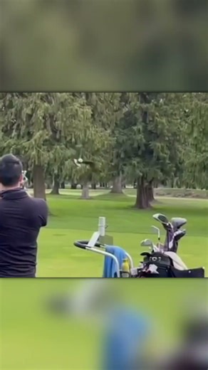 Eagle Attacks a Seagull Mid-Air — Shocking Fall!