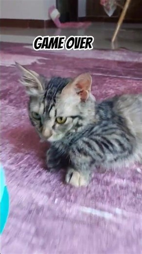 game over #cat