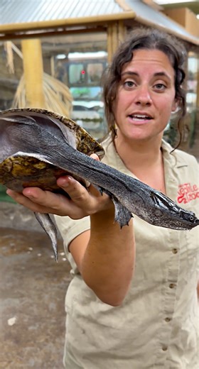 Meet one of the coolest and most unique turtles on the planet—the Snake-Necked Turtle! 🐢🔥 This incredible reptile gets its name from its super long, flexible neck, which looks just like a snake! 😱 In this video, I get up close and personal with this fascinating species, showing off its wild adaptations, feeding habits, and behavior. If you love reptile care, animal education, and cool animal moments, this is a must-watch! We’ll dive into why these turtles are so special, how they use their cr