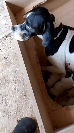 Pointer Dog for Sale in Lebanon | 2024 Pointer Jacademy