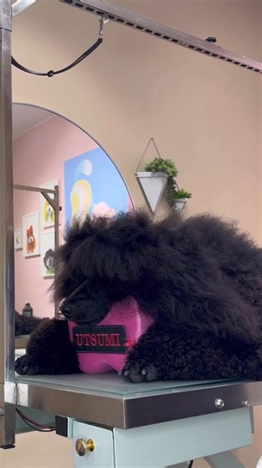 Halloween nails 🧡💅🏻 . #dogs #doggrooming #poodle #nails #dogsbylogan | Dogs by Logan