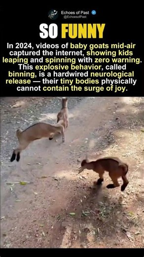 Baby Goats Can't Stop Their Joy Explosion
