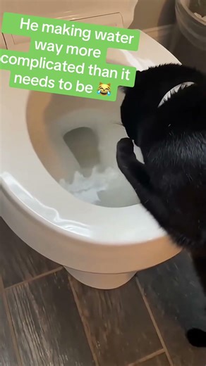 Meanwhile a Meow Stream Pro would fix all this chaos 💧👀 #catdrinkingwater #catofyoutube