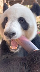 661K views · 30K reactions | Panda core  #panda #pandas #random #viralreels #blessed | Blessed Images | Facebook