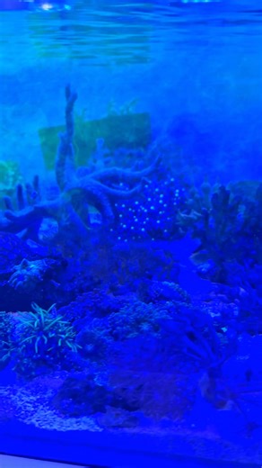 To get the best results of coral health through feeding, use a liquid feed first. This type of feed is low in pollution and instigates a feeding response in the coral. If you have any powdered food or fresh pod feeds this needs introducing a few minutes after. Otherwise the filtration will extract the majority of your best coral food. If you don't have additional coral food. Using a liquid feed a fewinutes before a frozen food feed will encourage the coral to open up and indulge alongside the fi