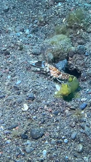 The goby fish and shrimp have a symbiotic relationship where both benefit. The shrimp digs a burrow, and the goby acts as a sentry, warning the shrimp of predators. The goby receives shelter, while the shrimp gains protection. 🗺️ Dive Site: Melasti 📍Location: Amed, Bali, Indonesia 🗓️ November 2025 📱 Camera: iPhone14ProMax 🏠 Housing: diveseatouch4max 🔦 Lighting: divevolk Diving with: @wonderdivebalitulamben 👀 Spotted by: Me ⌚️Suunto Ocean Divevolk purchased from: divesea.id #bali #diving #