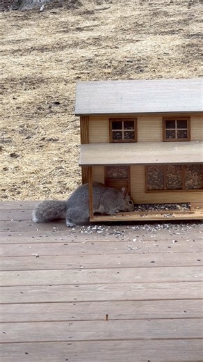 1M views · 4.7K reactions | Bird House | Hess Carpentry & Woodwork LLC | Facebook