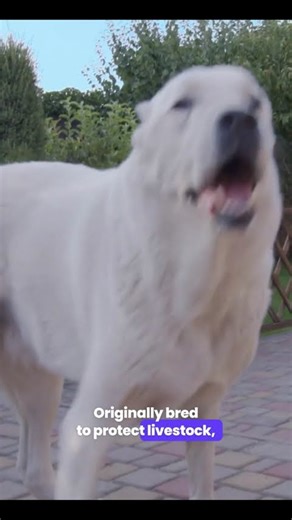 Kuvasz_ Majestic Guardian Dog