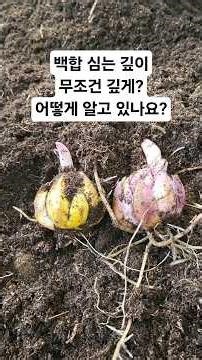 백합 심는 깊이, 무조건 2~3배가 아닙니다! 건강하게 꽃 피우는 황금 법칙 #shorts#백합심기 #백합키우기 #LilyPlanting #백합심는방법#괴산화훼 #괴산울엄마