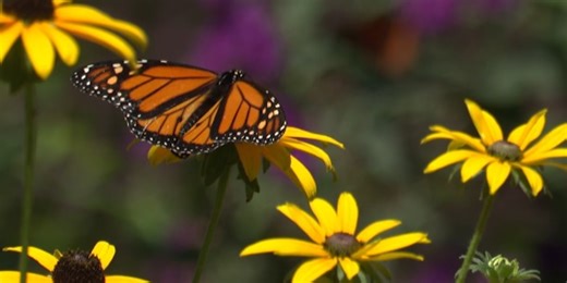 Milkweed plant toxic to some, but crucial for monarch butterflies