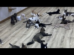 Feeding Street Cats is live!