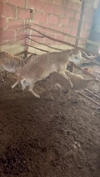 Discover the Resilient Meat Master Sheep of South Africa